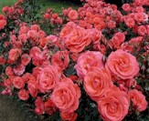 fleurs